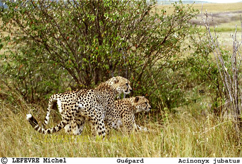 342 Guépard.jpg - Guépard - Acinonyx jubatus - Masaï Mara - Kenya